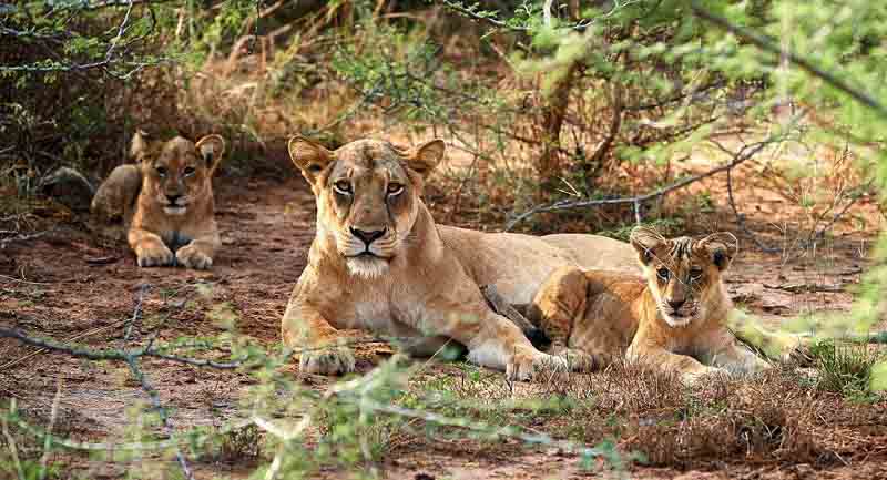 Akagera National Park