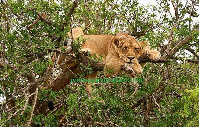Adventure Tours in Uganda