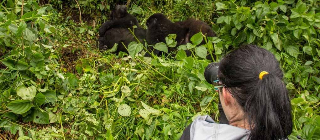 Africa Gorilla Trekking Tours