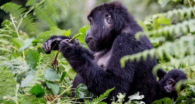 Budget Congo Gorilla Trekking Safari Tours