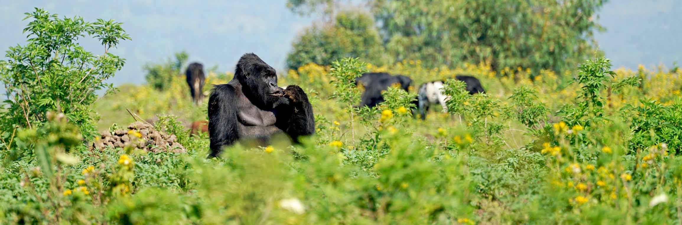 Congo gorilla trekking
