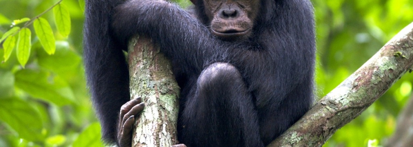 nyungwe national park