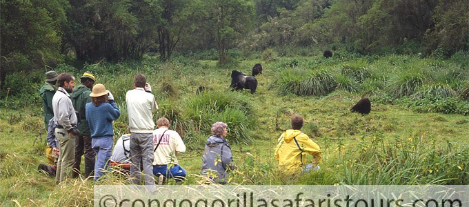 Lowland Gorilla trekking