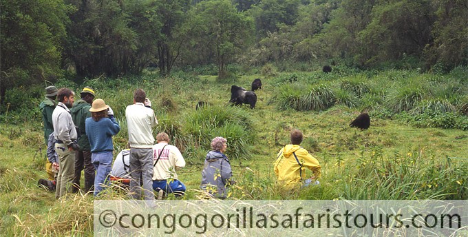 Lowland Gorilla trekking
