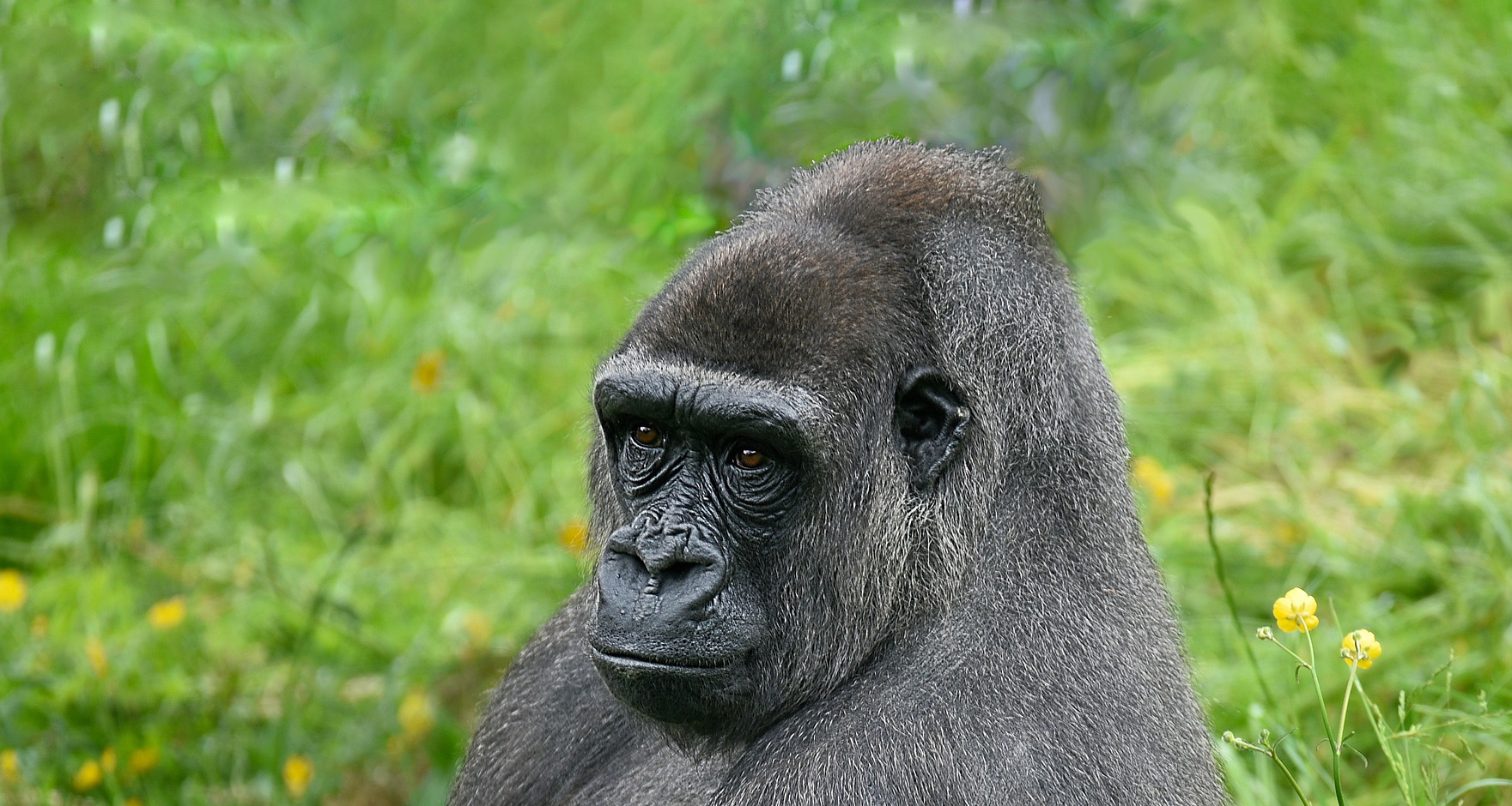 Congo gorilla trekking