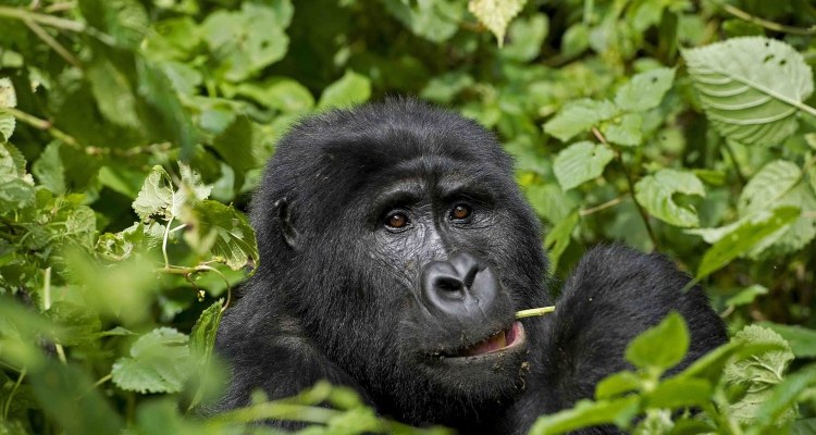 12 Days Gorilla Trekking Chimpanzee & Wildlife Safari in Uganda Rwanda & Congo