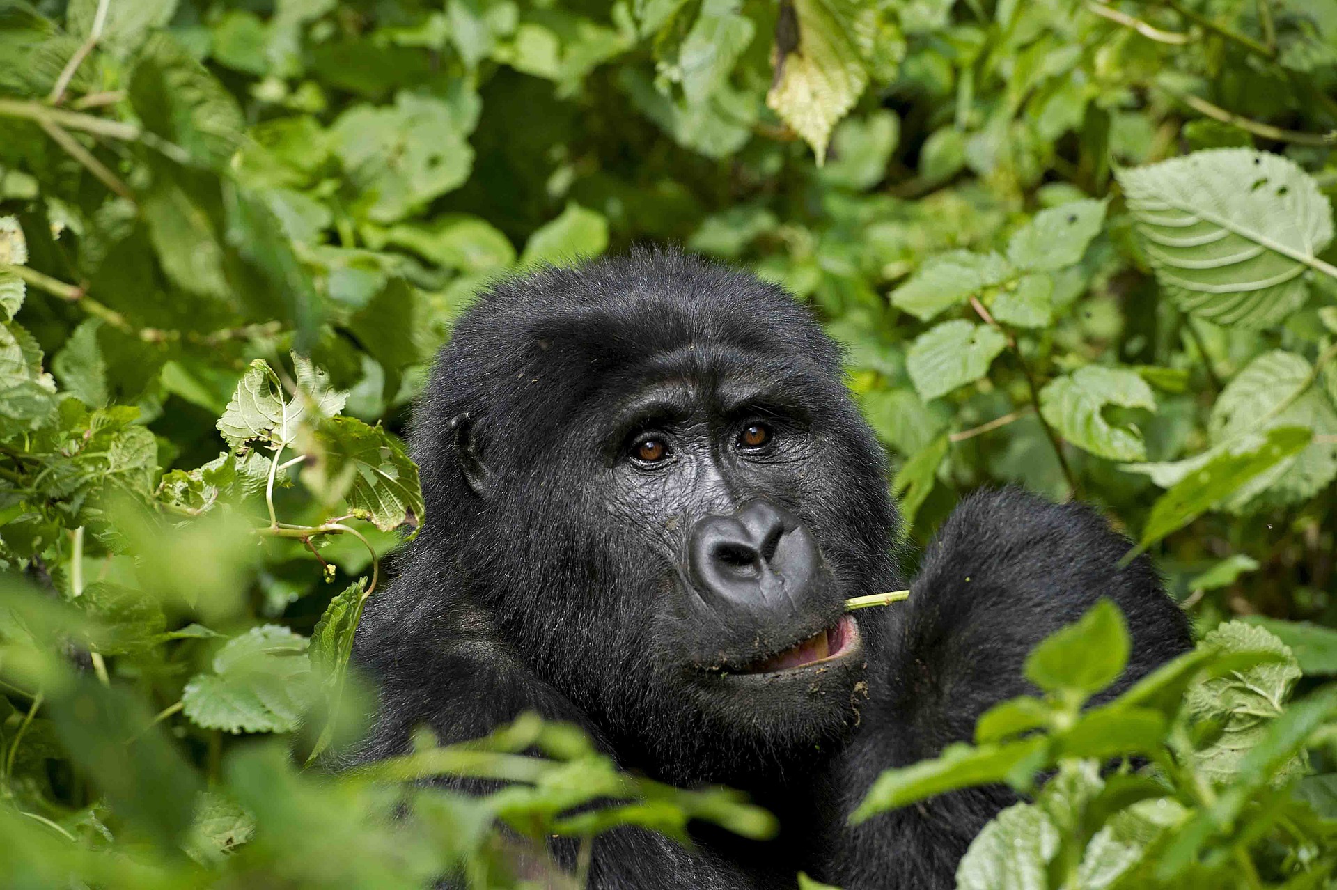 Africa Gorilla Trekking Tours