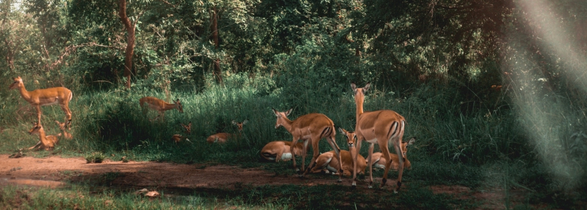 11 Days Wildlife Safari Rwanda Gorilla Trekking Safaris Tour