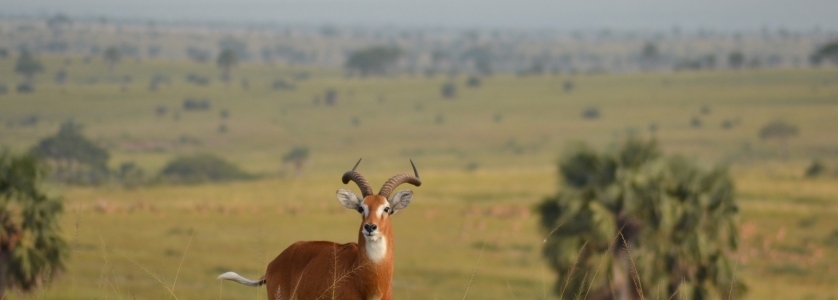 17 Days Combined Wildlife & Gorilla Trekking Safari in Uganda, Rwanda & Congo