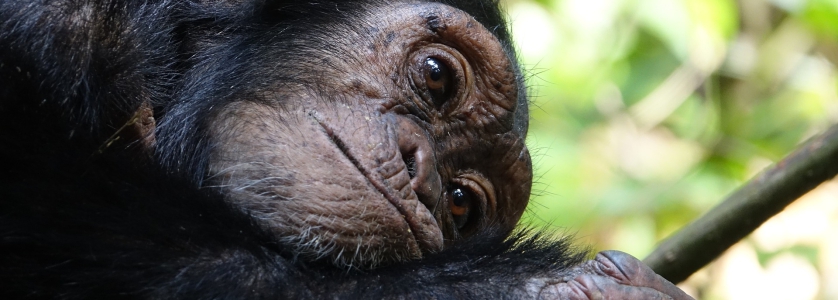 10 Days Uganda Rwanda Congo Primate Safari