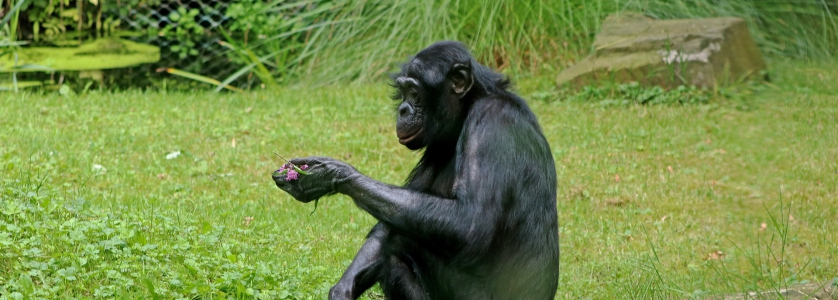 15 Days Congo Safari Tour to Wild Bonobos to Frontier Abyssal Zone & Deep Jungle