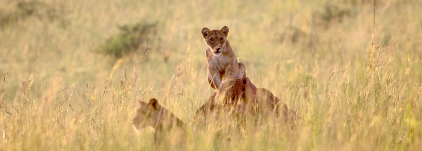 22 Days Uganda Rwanda Gorilla Trekking Safari, Rwanda Gorilla Tour Volcanoes Park