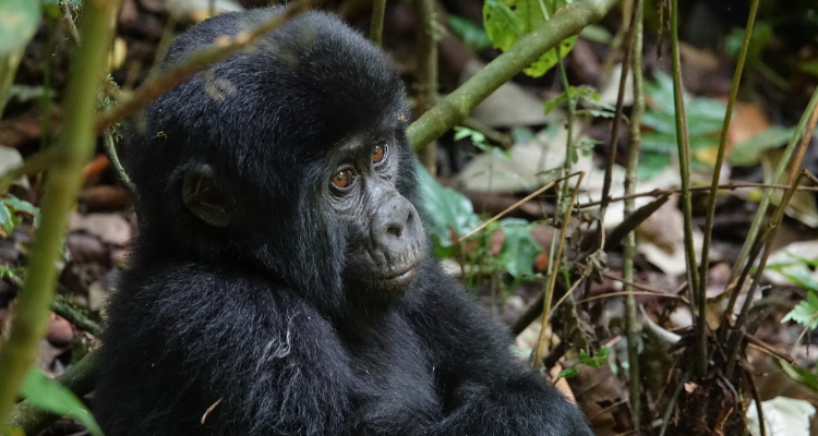 10 Days Gorilla trekking Safari in Congo and Uganda