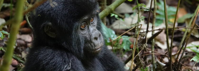 10 Days Gorilla trekking Safari in Congo and Uganda