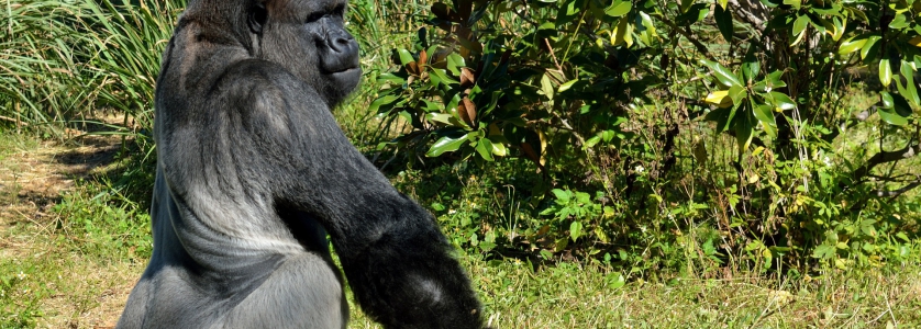 2 Days Congo Lowland Gorilla Trekking Safari to Kahuzi Biega National Park, Short Congo Gorilla Safari Trip