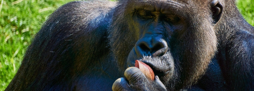 2 Days Congo gorilla safari Kahuzi Biega National Park