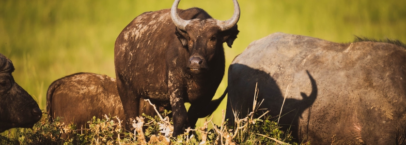 20 Days Uganda Gorilla Trekking and Wild Game, Adventure Safari