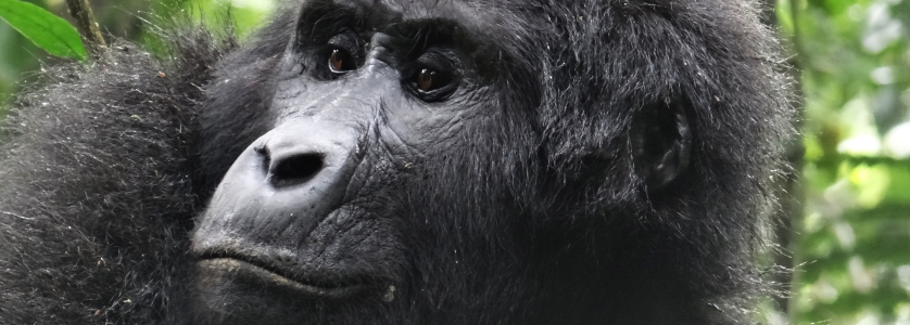 10 Days Uganda gorilla trekking safari & Mount Nyiragongo hiking tour Congo/10 days Mount Nyiragongo hiking tour Congo