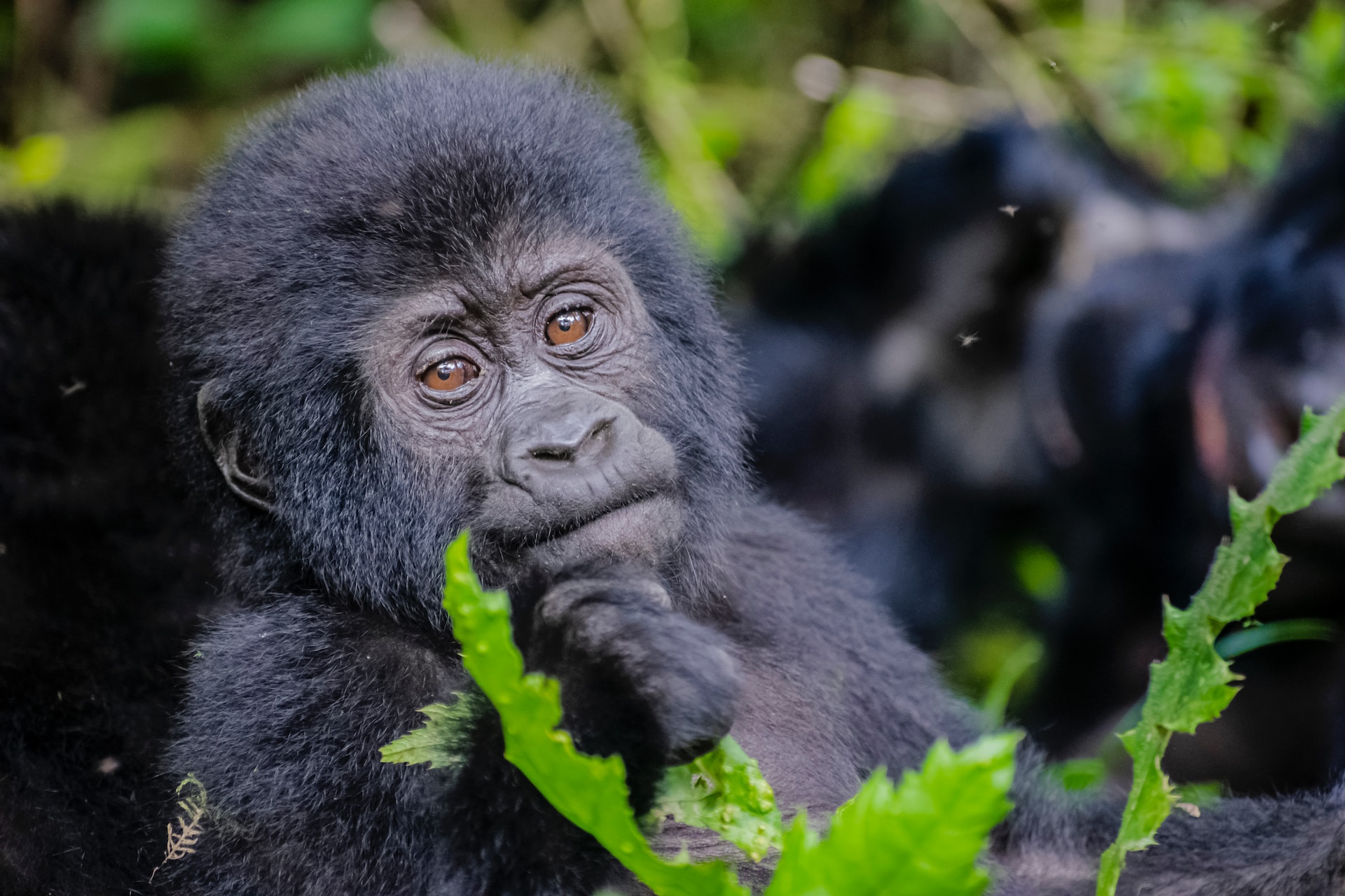 gorilla trekking in Congo