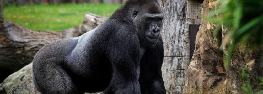 3 Days Lowland Congo gorilla safari to Kahuzi Biega National Park