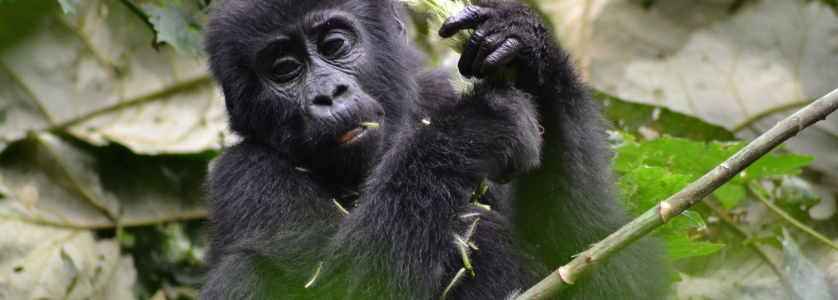 4 Days Congo gorilla safari Virunga national park & Nyiragongo hike