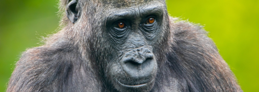4 Days Congo gorilla trekking safari to Kahuzi Biega National Park