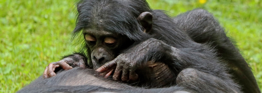 5 Days Congo Lowland Gorilla Trekking, Chimpanzee Tour & Mount Climbing Safari