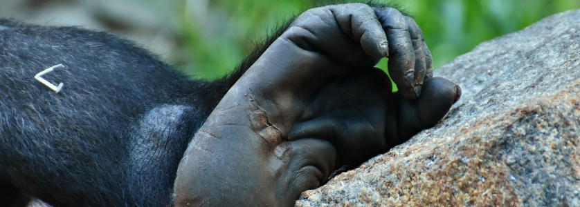 5 Days Congo gorilla safari Kahuzi Biega & Nyiragongo hike