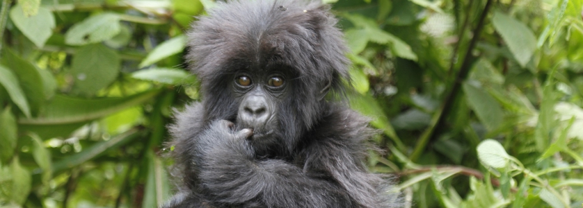 Congo Gorilla Safari From Kigali Rwanda