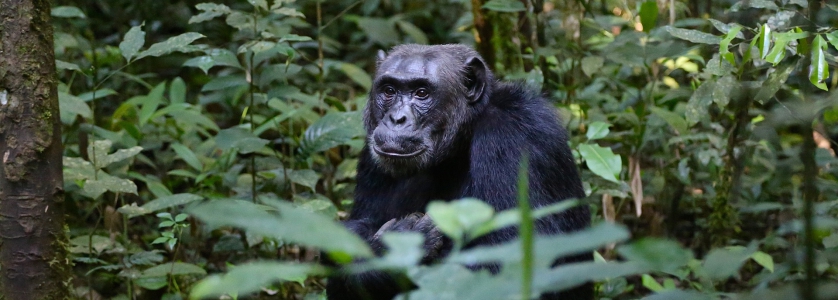 6 Day Uganda Gorillas and Chimpanzee Trekking Safaris