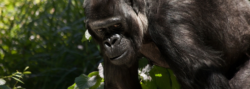 6 Days Congo gorilla safari &; Nyiragongo hiking safari tour/ 6 Days Congo gorilla tour