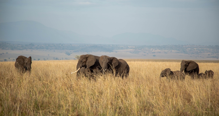 6 Days Uganda Wildlife Safari Kidepo Valley Park