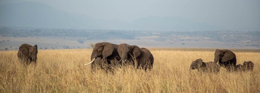 6 Days Uganda Wildlife Safari Kidepo Valley Park