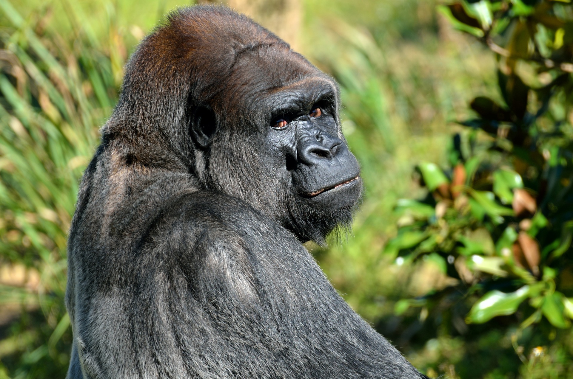 Africa Gorilla Trekking Tours
