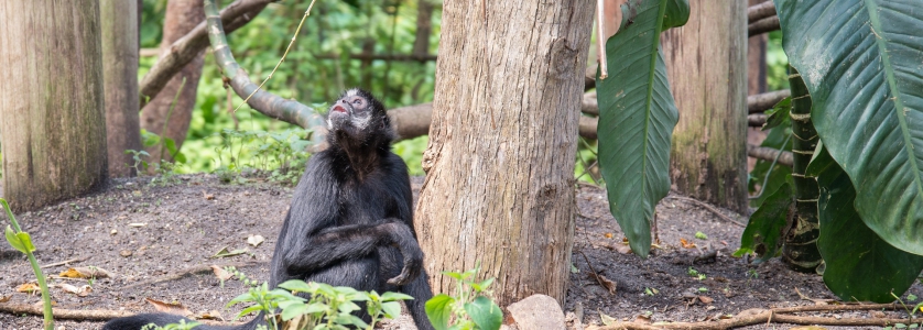 7 Days Congo Safari Tour to the Bonobos & Stanley Grand Circuit
