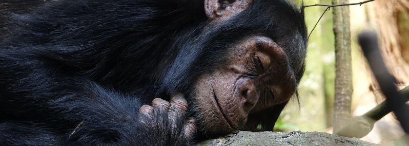 10 Days Rwanda wildlife tour Congo gorilla trekking safari