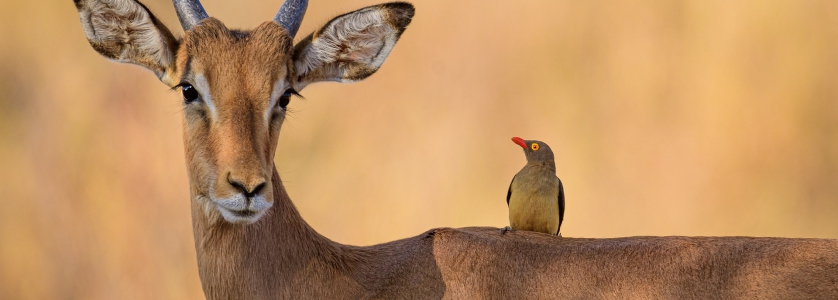 12 Days Uganda Rwanda Gorilla Trekking Safari, Uganda Wildlife Safaris Tour Queen Elizabeth Park