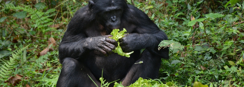 8 Days Congo Safari Tour To Wild Bonobos Via Thcumbiri & Main River Congo