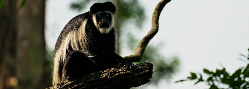 17 Days Cross Border Adventure Safari in Rwanda & Congo