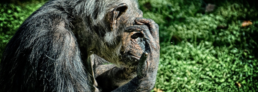 5 Day Rwanda Gorillas and Chimps Trekking safari