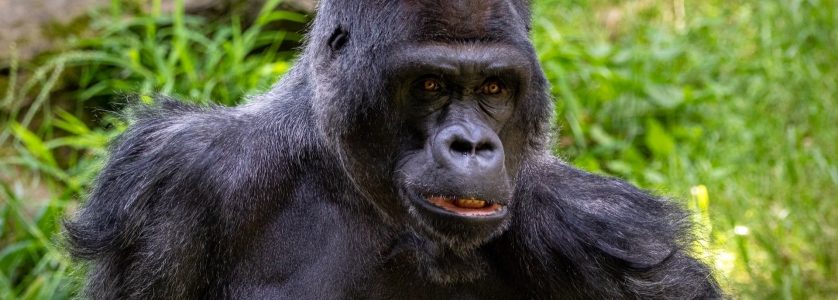 Congo Travel Information