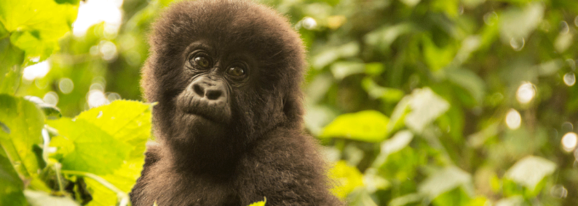 18 Days Gorilla Trekking Safari Rwanda & Uganda, Uganda Rwanda Wildlife Safaris Tour