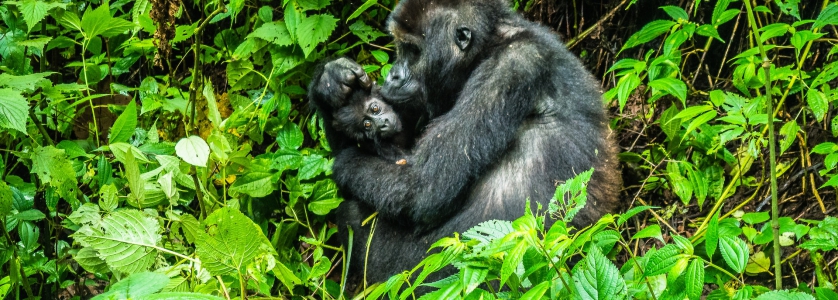 9 Days gorilla trekking safari in Uganda & Mount Nyiragongo hiking tour Congo9 days Congo Mount Nyiragongo hiking tour