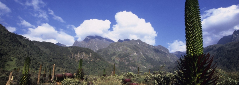 8 Days Mountain Rwenzori Climbing in Uganda