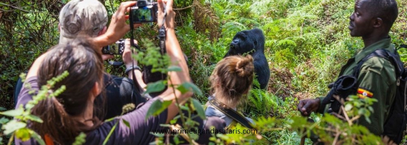 After meeting the gorillas