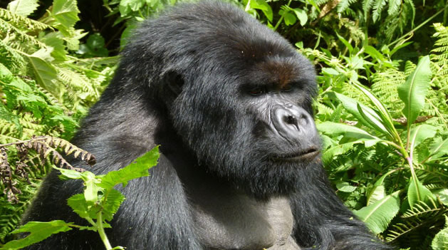 Congo gorilla trekking