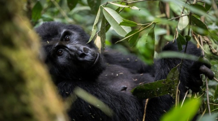 7 Days Uganda primate classic Safari- Kibale, Queen and Bwindi National Park