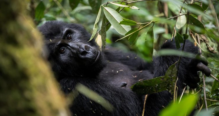 7 Days Uganda primate classic Safari- Kibale, Queen and Bwindi National Park