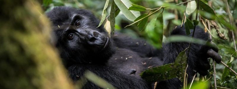 7 Days Uganda primate classic Safari- Kibale, Queen and Bwindi National Park