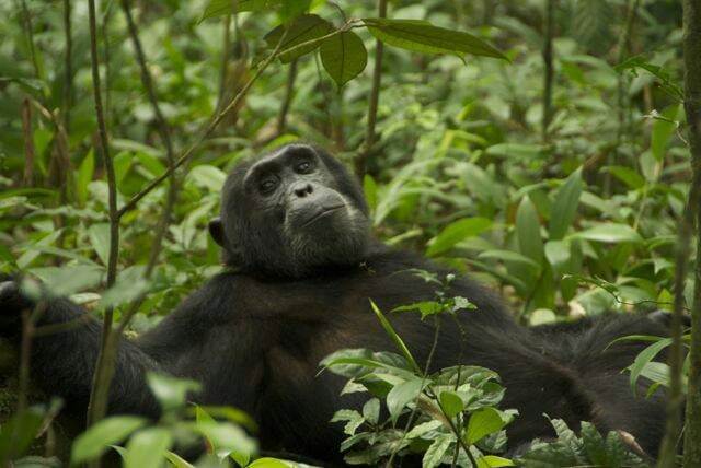 Short Uganda Safaris